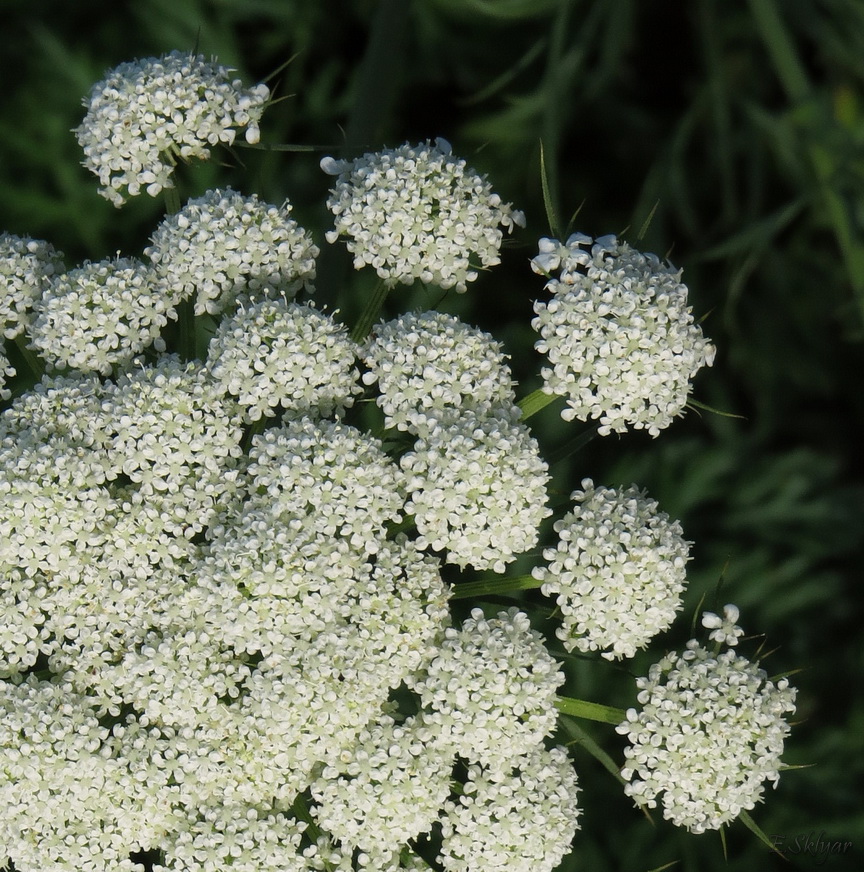 Image of Daucus sativus specimen.