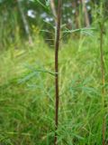 Chrysanthemum zawadskii. Часть побега. Томская обл., окр. г. Томск. 08.08.2009.