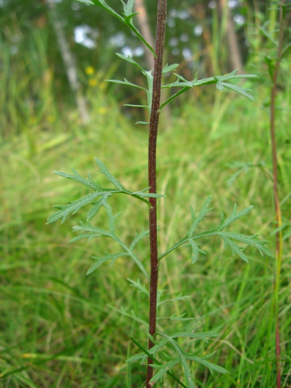 Image of Chrysanthemum zawadskii specimen.