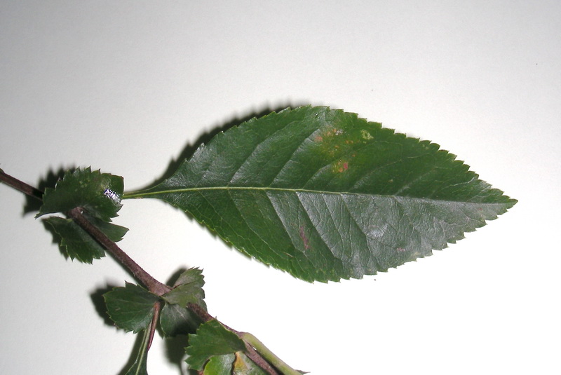 Image of Chaenomeles speciosa specimen.