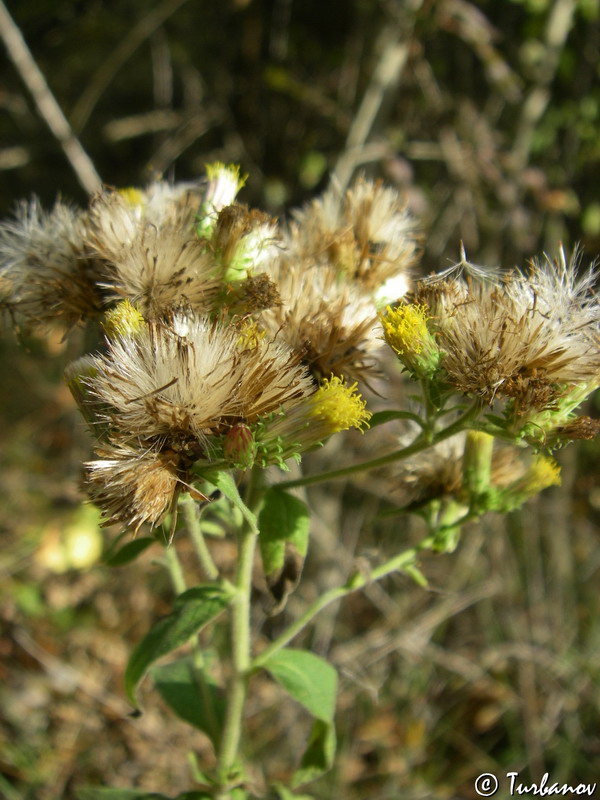 Image of Inula conyza specimen.