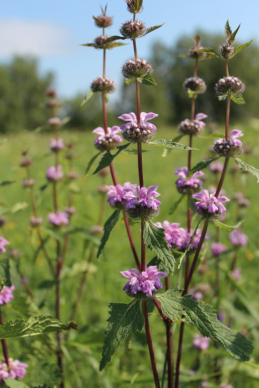 Изображение особи Phlomoides tuberosa.