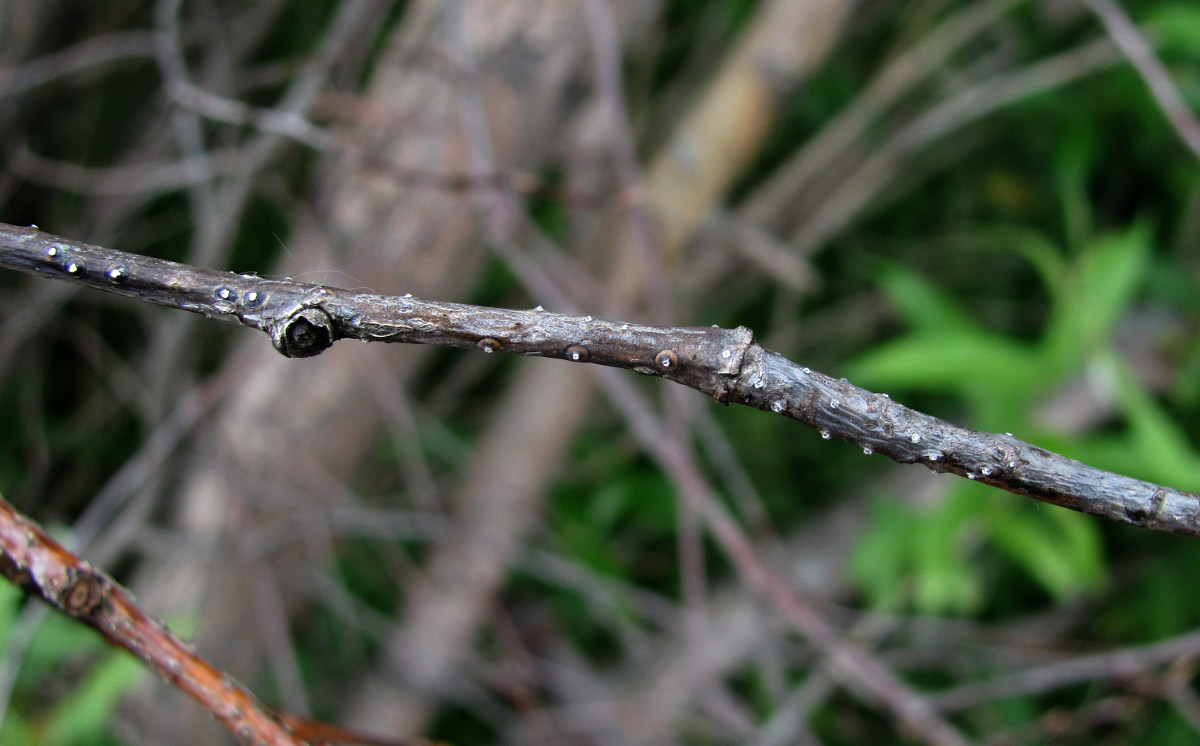 Image of Salix pentandra specimen.