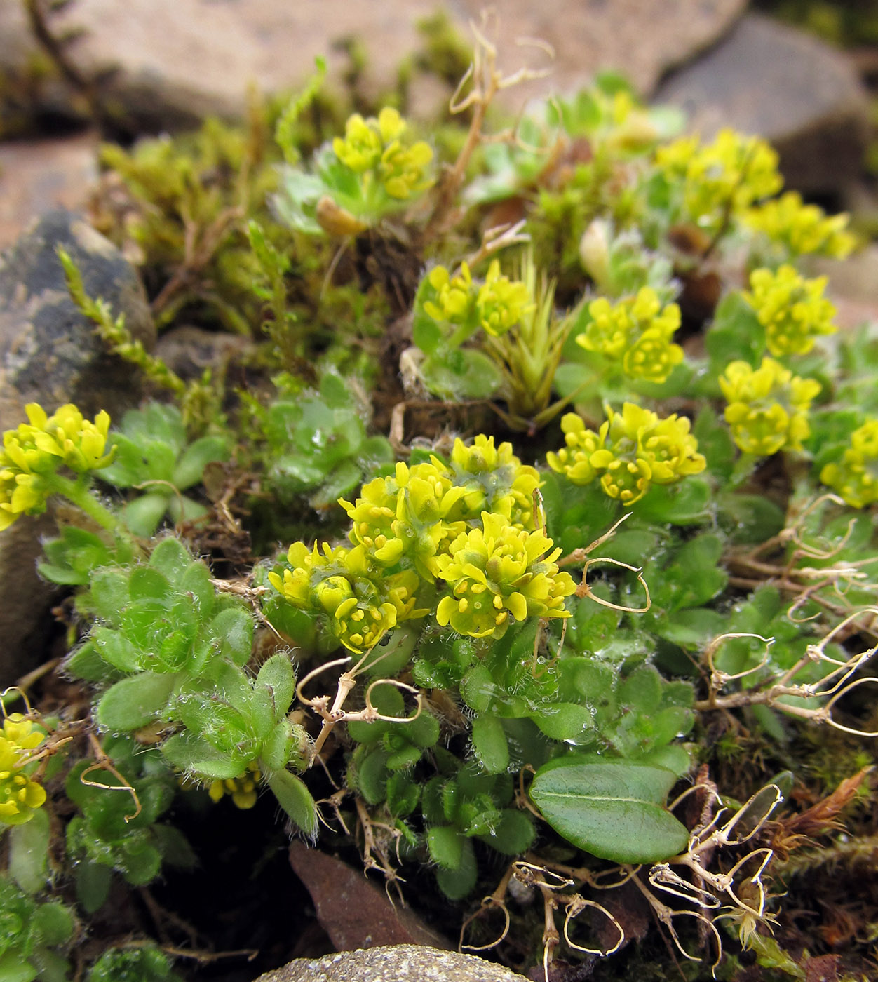 Изображение особи Draba aleutica.