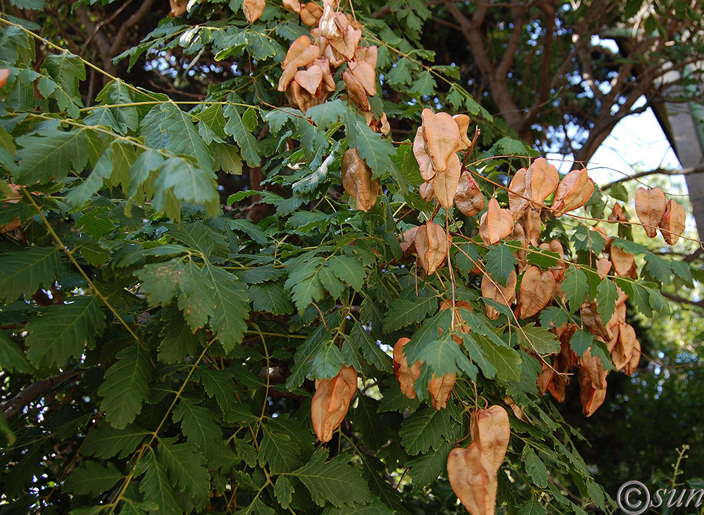 Image of Koelreuteria paniculata specimen.