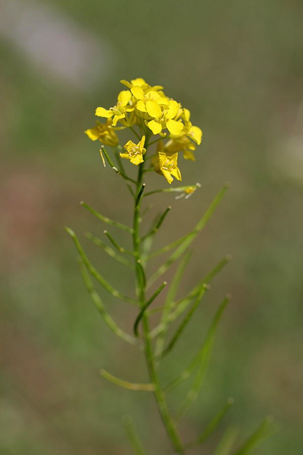 Изображение особи Sisymbrium loeselii.