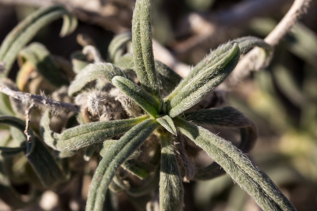 Image of Echium angustifolium specimen.