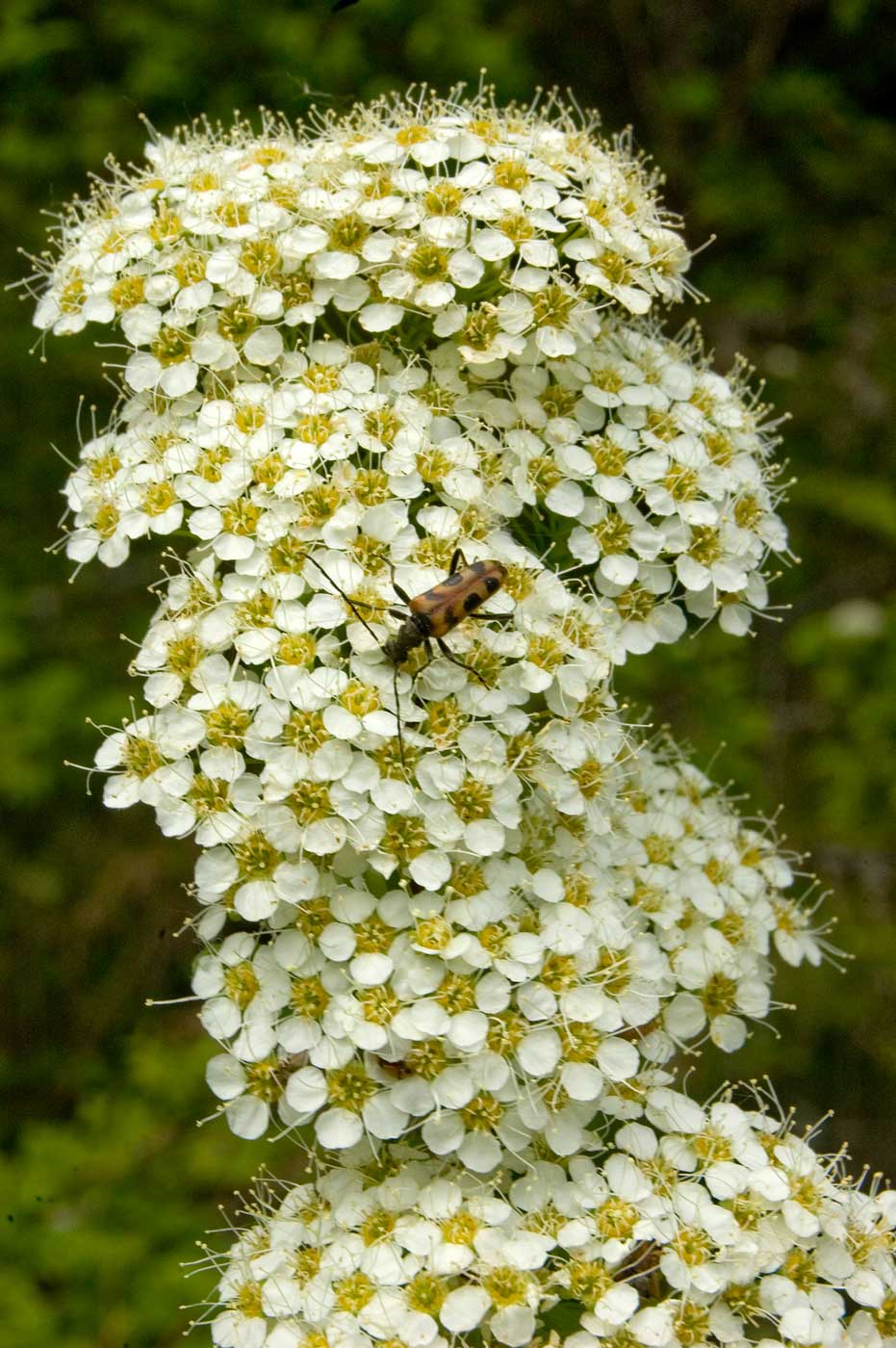 Изображение особи род Spiraea.