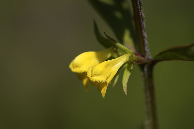 Image of Melampyrum sylvaticum specimen.