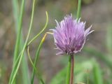 Allium schoenoprasum