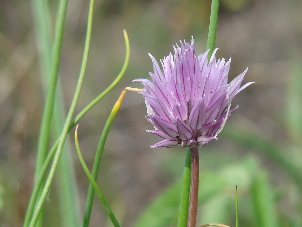 Image of Allium schoenoprasum specimen.