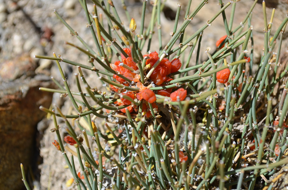 Image of genus Ephedra specimen.