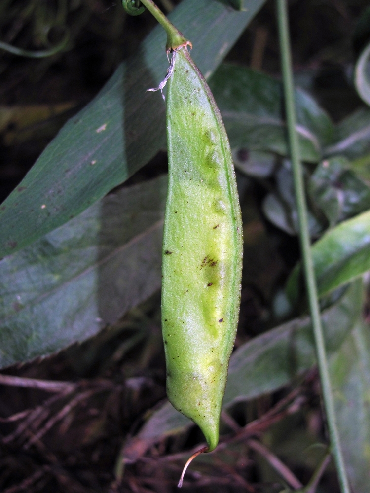 Image of Lathyrus sylvestris specimen.