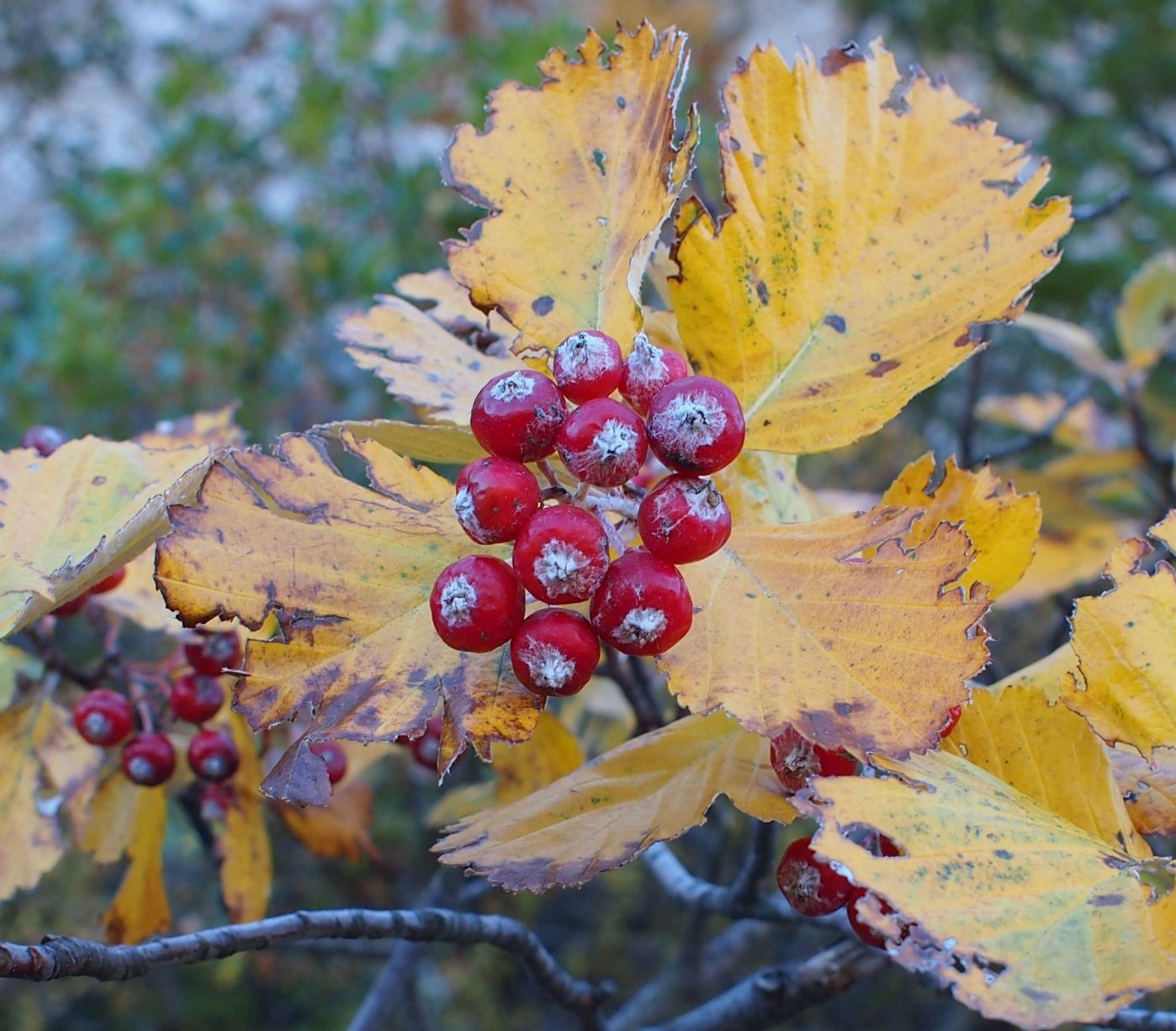 Image of Sorbus tauricola specimen.