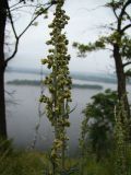 Artemisia armeniaca