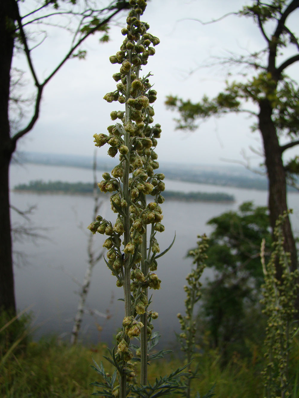 Image of Artemisia armeniaca specimen.