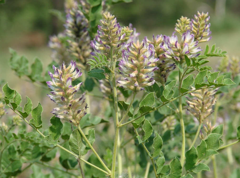 Image of Glycyrrhiza grandiflora specimen.