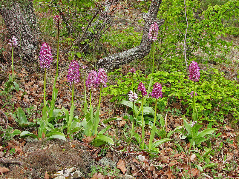 Image of Orchis &times; angusticruris specimen.