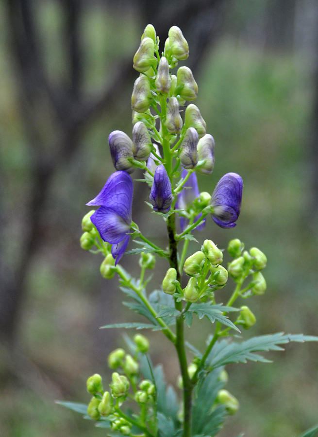 Image of genus Aconitum specimen.