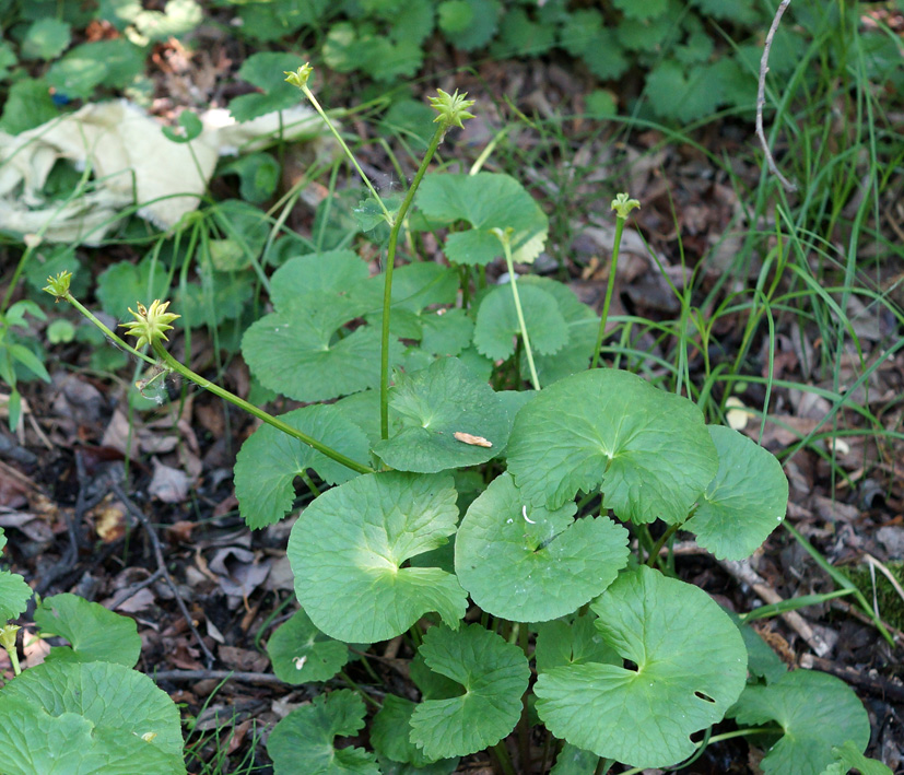 Изображение особи Caltha membranacea.