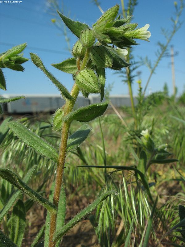 Image of Nonea lutea specimen.