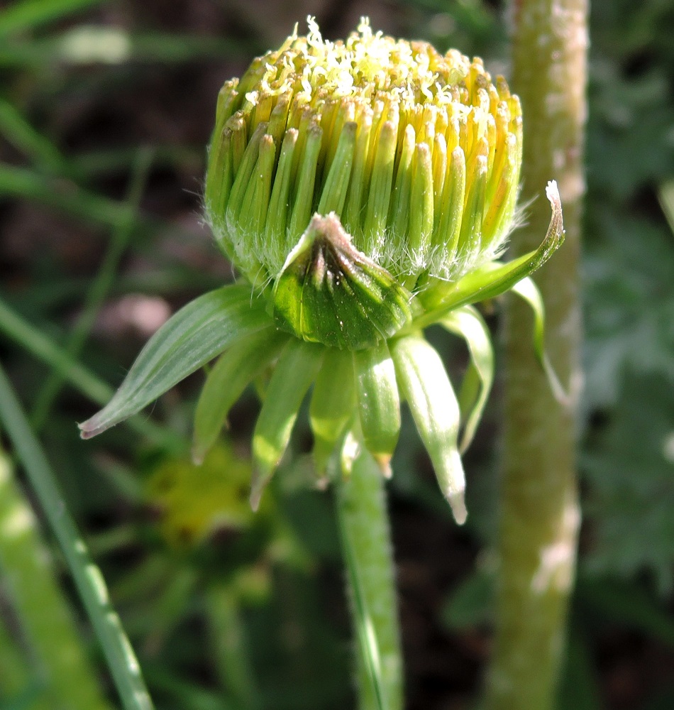 Изображение особи Taraxacum officinale.