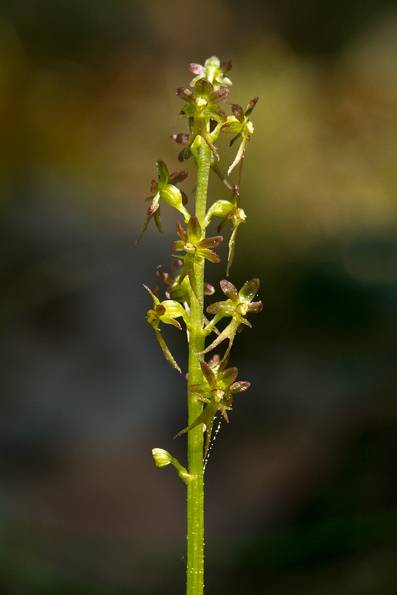 Image of Listera cordata specimen.