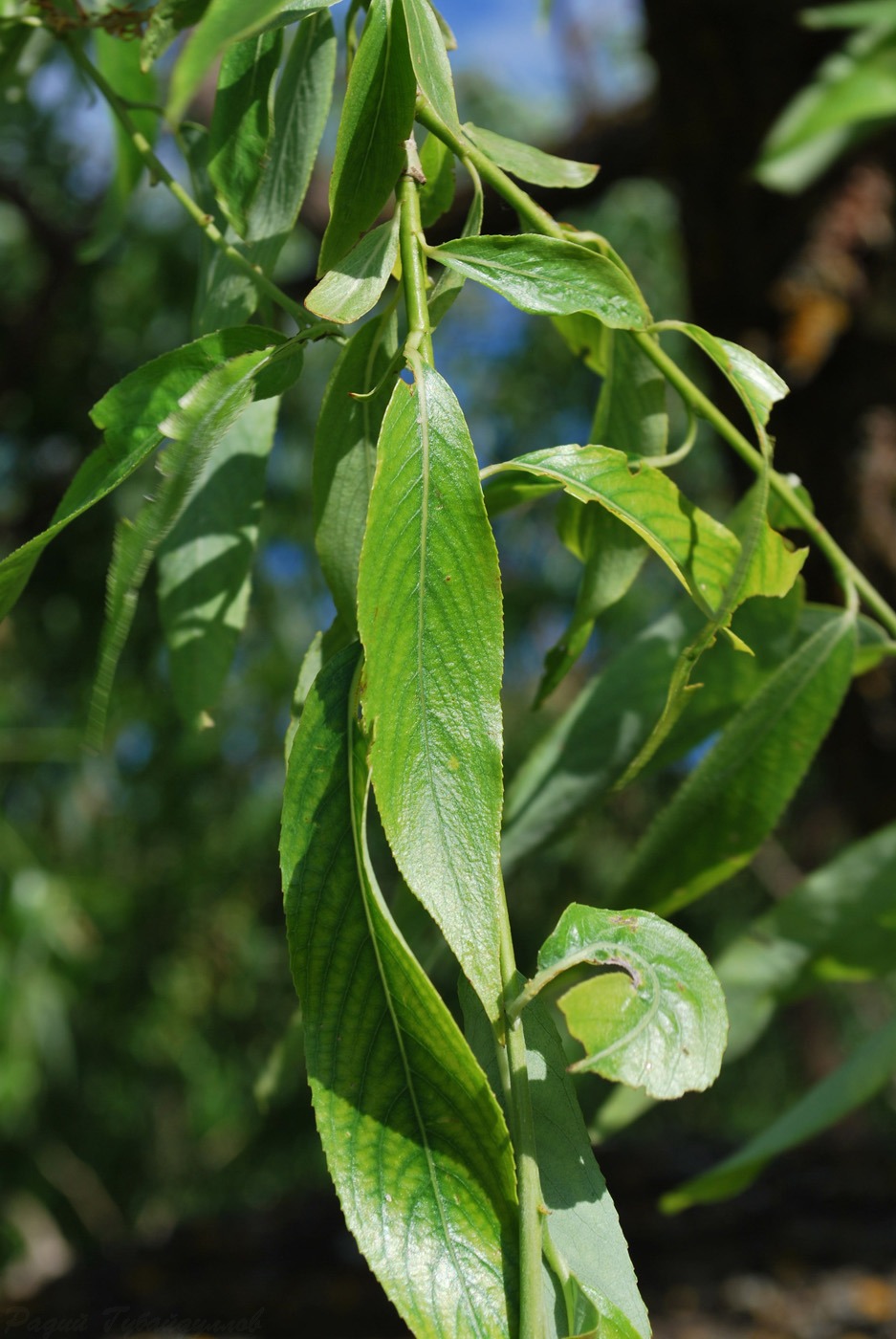 Изображение особи Salix &times; fragilis.