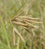 Bolboschoenus glaucus