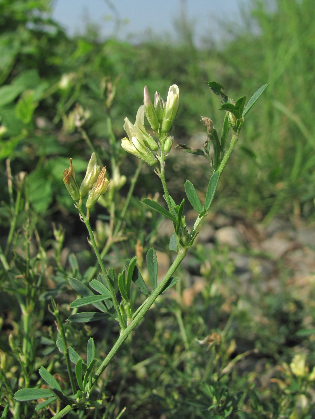 Изображение особи Medicago &times; varia.