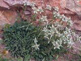 Leontopodium fedtschenkoanum. Цветущее растение в камнях. Казахстан, Заилийский Алатау, плато Асы, около 2500 м н.у.м. Начало августа.
