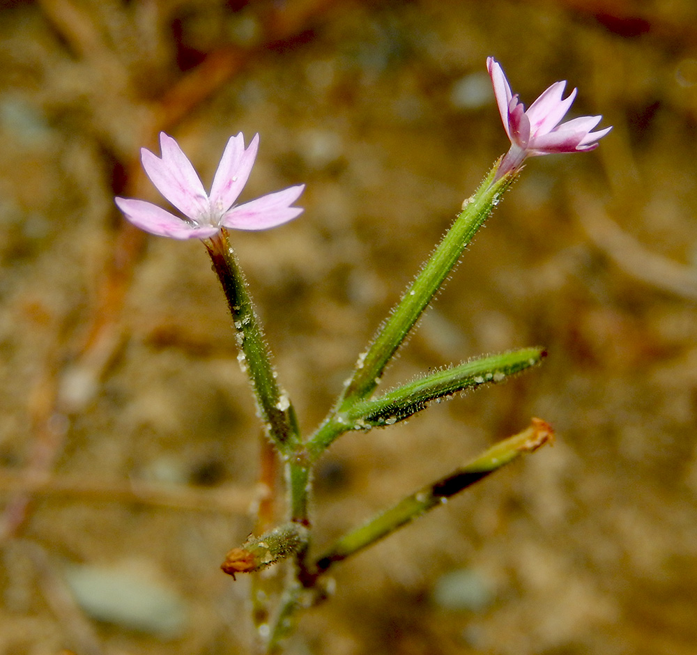 Image of Velezia rigida specimen.