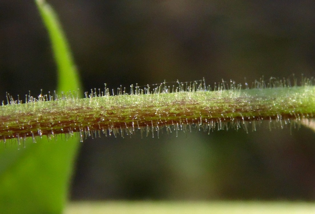 Image of Myosoton aquaticum specimen.