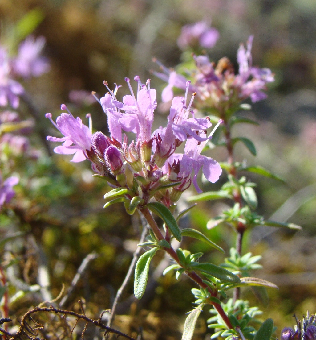 Image of Thymus dubjanskyi specimen.