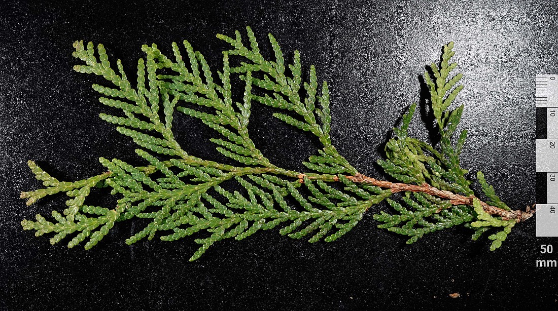 Image of Thuja occidentalis specimen.