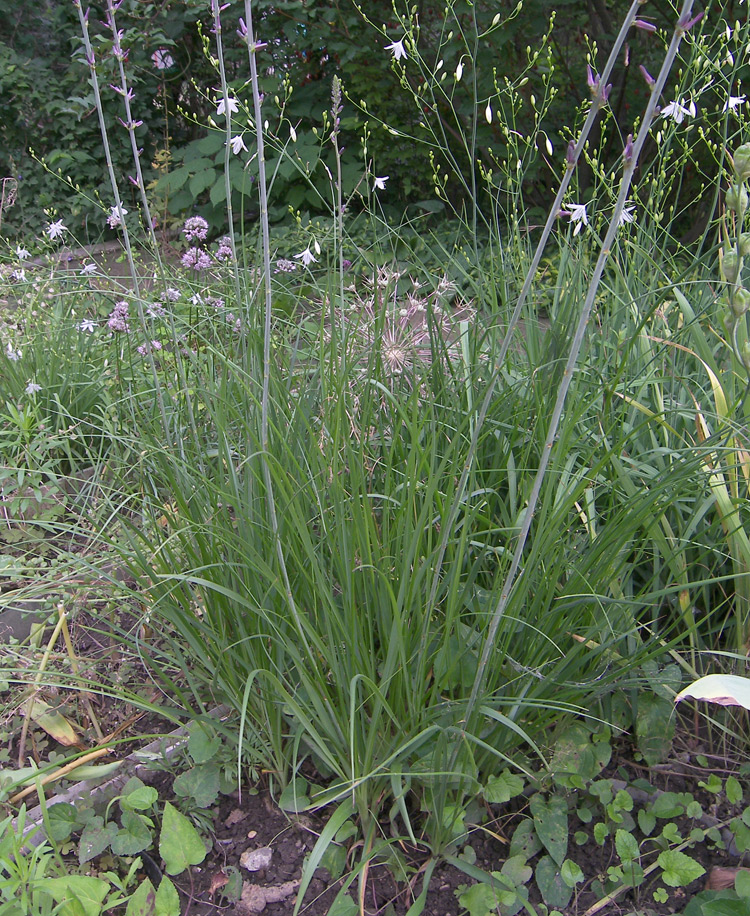 Image of Anemarrhena asphodeloides specimen.