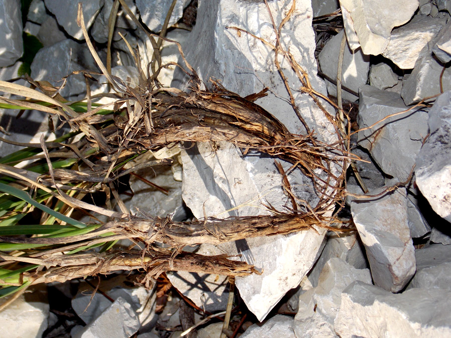 Image of Sesleria alba specimen.