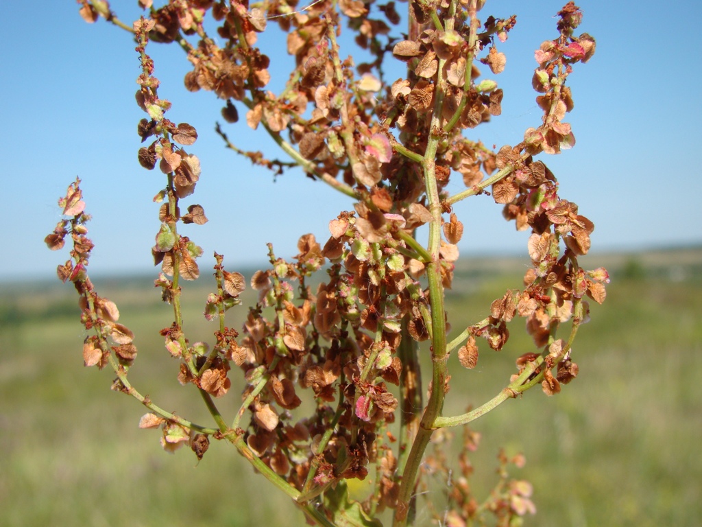 Изображение особи Rumex thyrsiflorus.