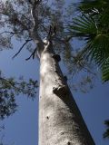 Corymbia citriodora. Ствол и часть кроны в сообществе с Livistona nitida (листья справа). Австралия, Квинсленд, национальный парк Карнарвон, склон Карнарвонского ущелья. 16.09.2009.