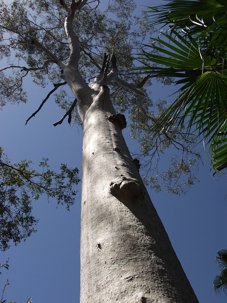 Image of Corymbia citriodora specimen.