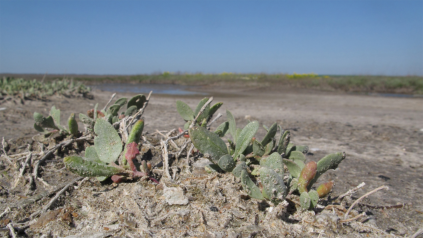 Image of Halimione verrucifera specimen.