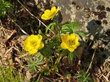 Trollius riederianus