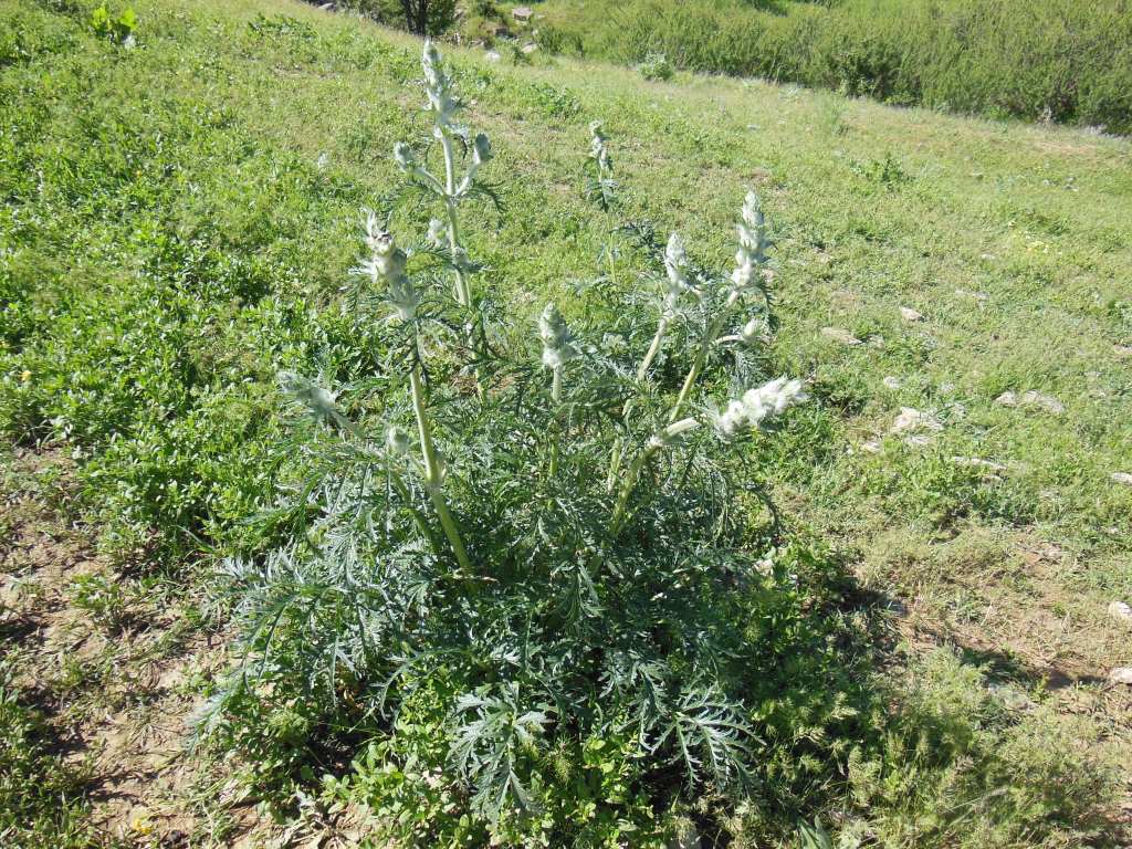 Image of Phlomoides laciniata specimen.