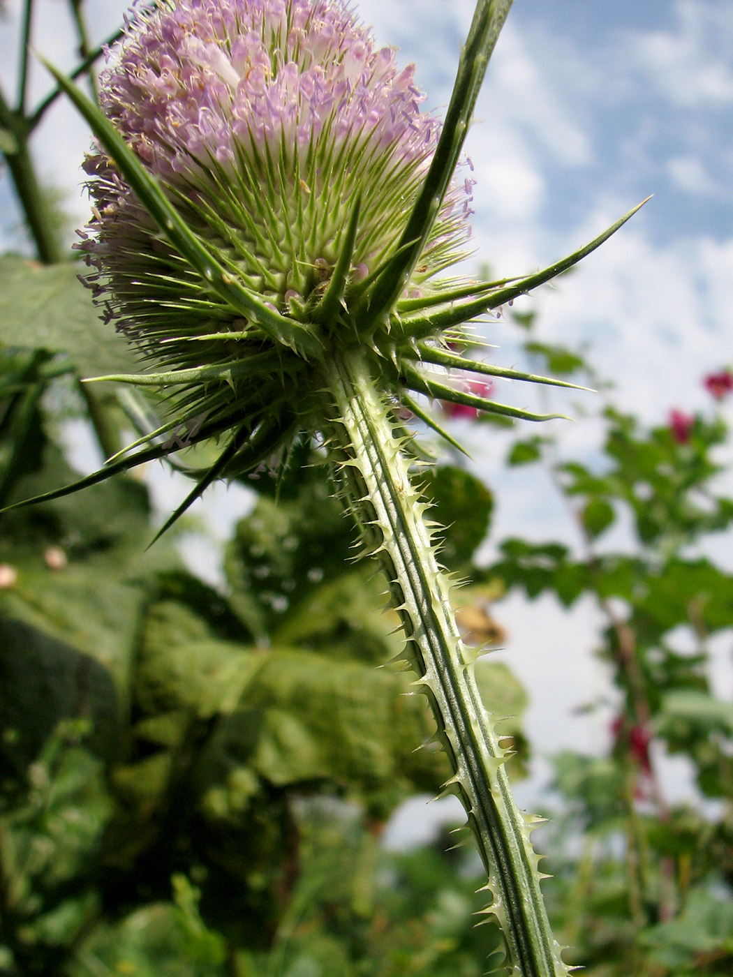 Изображение особи Dipsacus fullonum.