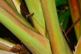 Ananas lucidus. Основания листьев. Таиланд, о-в Пхукет, ботанический сад. 16.01.2017.