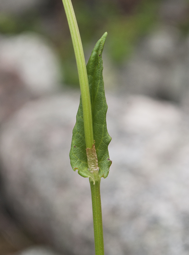 Image of Rumex lapponicus specimen.