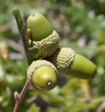 Quercus pubescens