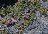 Acanthophyllum herniarioides. Цветущие растения. Таджикистан, Фанские горы, перевал Алаудин, ≈ 3700 м н.у.м., каменистый склон. 05.08.2017.