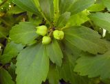 Pachysandra terminalis