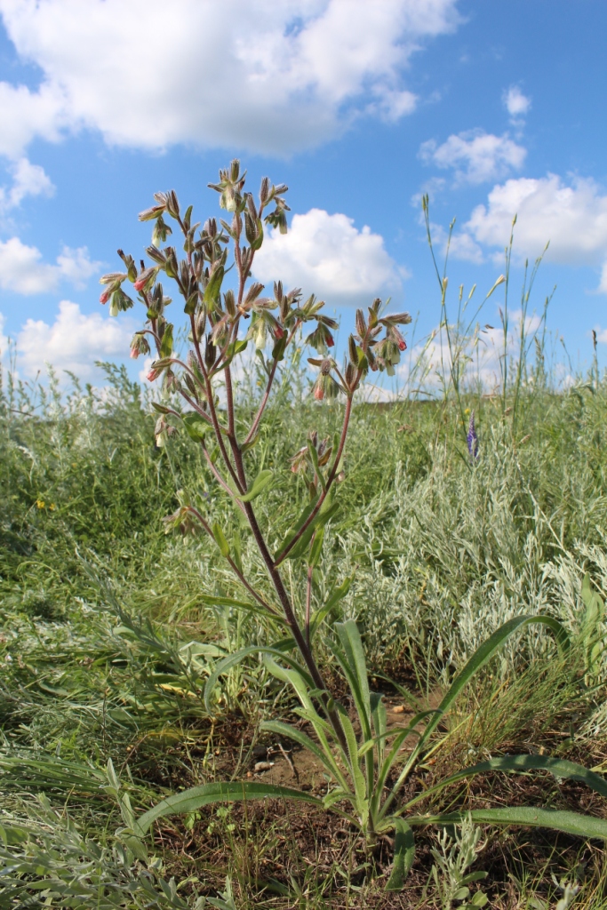 Image of Onosma polychroma specimen.